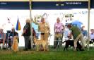 Labrador Windsor Show 