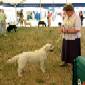 Labrador Windsor Show 