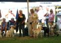 Labrador Windsor Show 