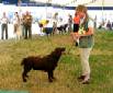 Labrador Windsor Show 