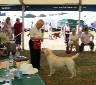 Labrador Windsor Show 