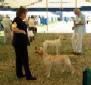 Labrador Windsor Show 