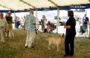 Labrador Windsor Show 