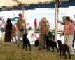 Labrador Windsor Show 