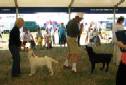 Labrador Windsor Show 