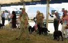 Labrador Windsor Show 