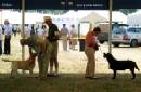 Labrador Windsor Show 