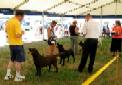 Labrador Windsor Show 