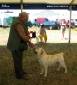 Labrador Windsor Show 