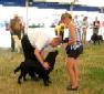 Labrador Windsor Show 