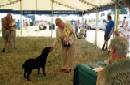 Labrador Windsor Show 