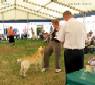 Labrador Windsor Show 