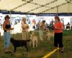 Labrador Windsor Show 