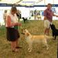 Labrador Windsor Show 