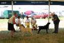 Labrador Windsor Show 