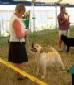 Labrador Windsor Show 