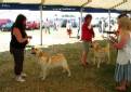 Labrador Windsor Show 