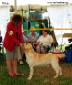 Labrador Windsor Show 