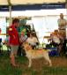 Labrador Windsor Show 