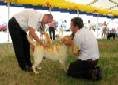 Labrador Windsor Show 