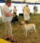 Labrador Windsor Show 