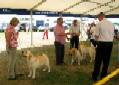 Labrador Windsor Show 