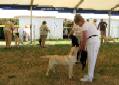 Labrador Windsor Show 