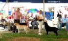 Labrador Windsor Show 