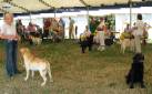 Labrador Windsor Show 