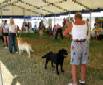 Labrador Windsor Show 