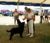 Labrador Windsor Show 