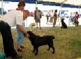 Labrador Windsor Show 