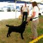 Labrador Windsor Show 