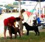 Labrador Windsor Show 