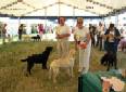 Labrador Windsor Show 