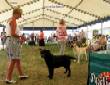 Labrador Windsor Show 