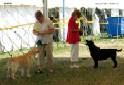 Labrador Windsor Show 