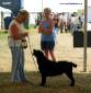 Labrador Windsor Show 