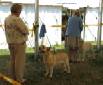 Labrador Windsor Show 