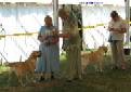 Labrador Windsor Show 