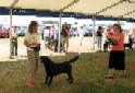 Labrador Windsor Show 