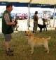 Labrador Windsor Show 