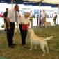 Labrador Windsor Show 