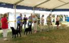 Labrador Windsor Show 