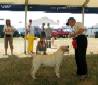 Labrador Windsor Show 