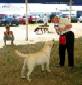 Labrador Windsor Show 