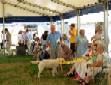 Labrador Windsor Show 