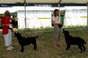 Labrador Windsor Show 