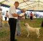 Labrador Windsor Show 