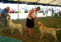 Labrador Windsor Show 